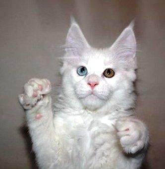 Maine Coon Nanu - Tag ikke fejl af at jeg ser så sød ud. Mine kløer er skarpe og det er mine tænder også!!!! (10 uger) billede 7