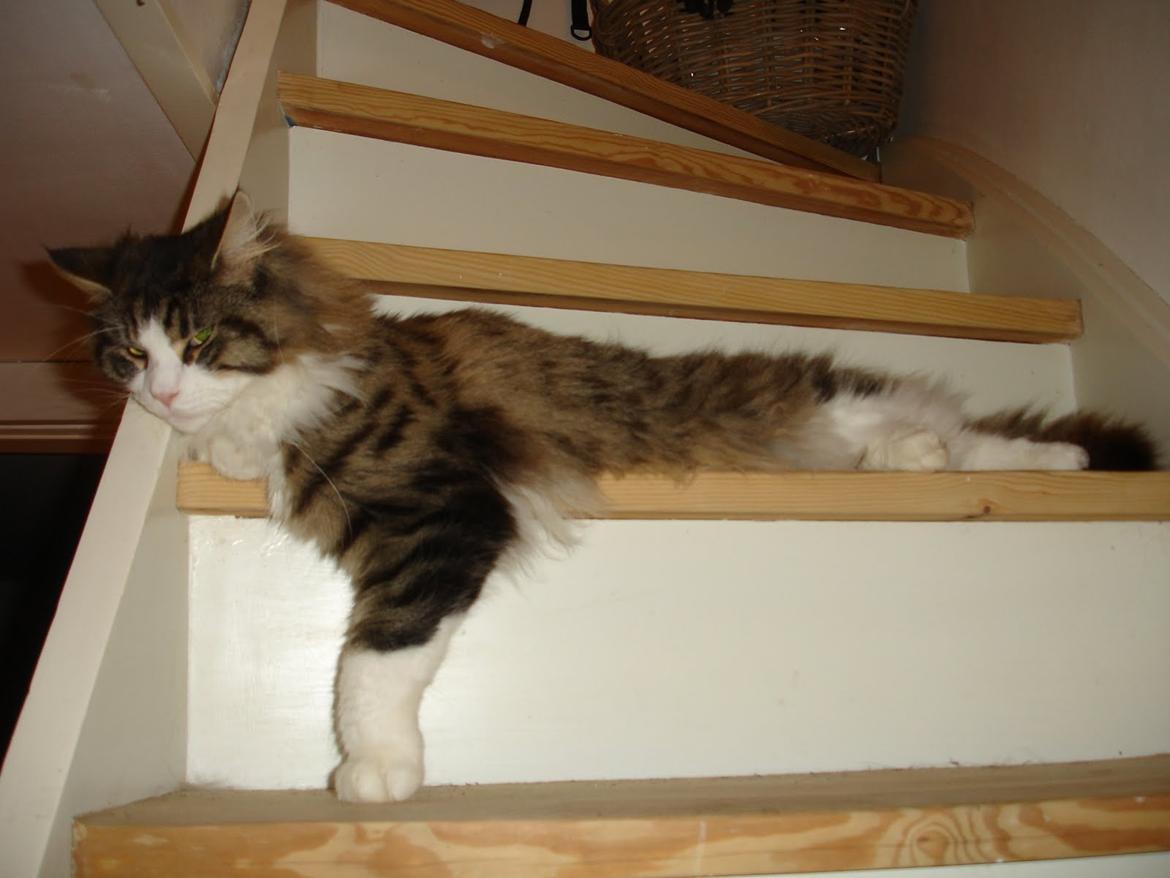 Maine Coon Ludvig. Død Marts 2011 - "Fla' u' kat" billede 13