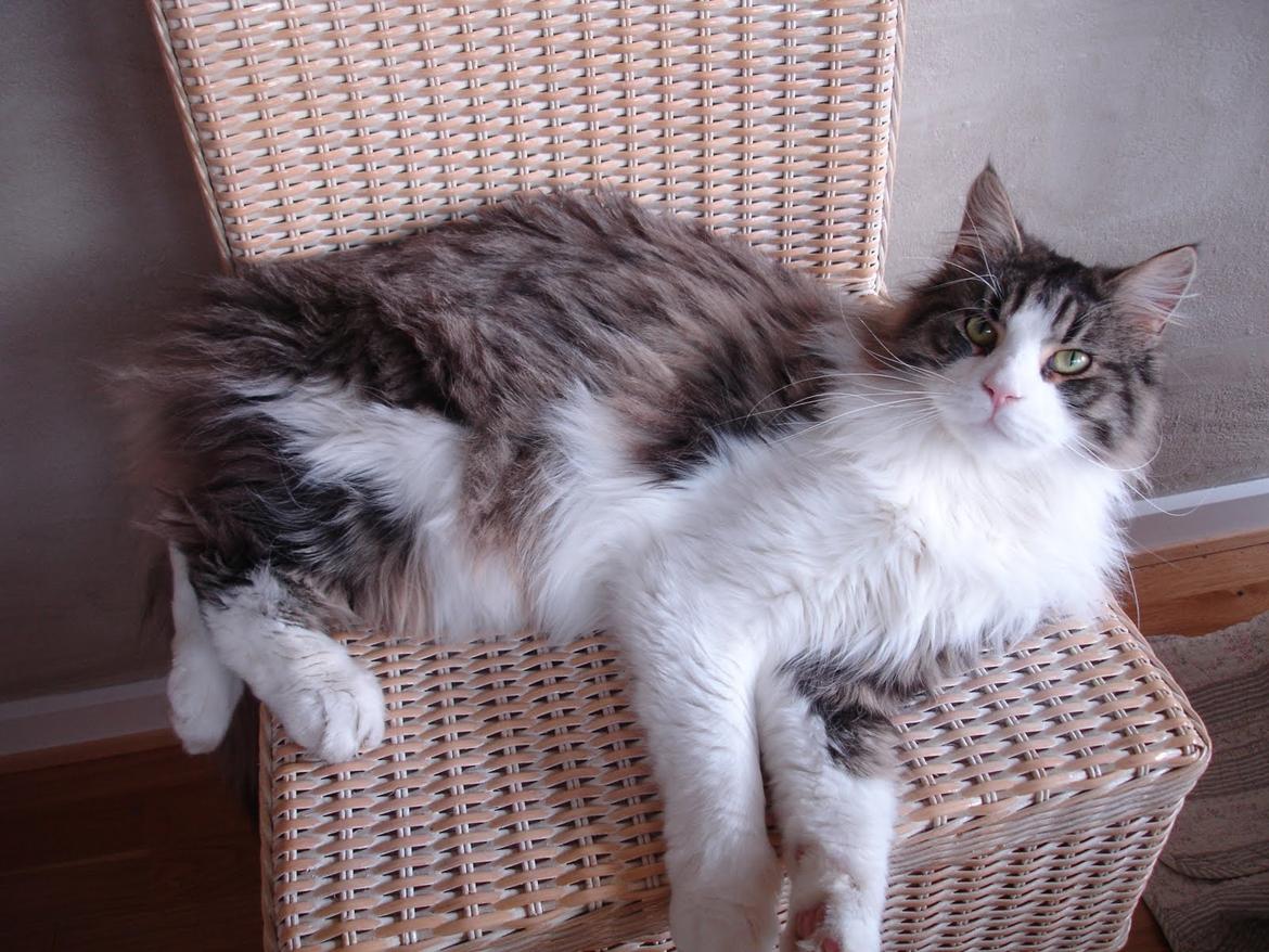 Maine Coon Ludvig. Død Marts 2011 billede 14