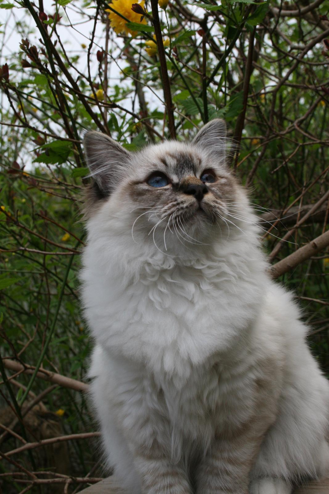 Hellig Birma Con Meo's Wannabee billede 1