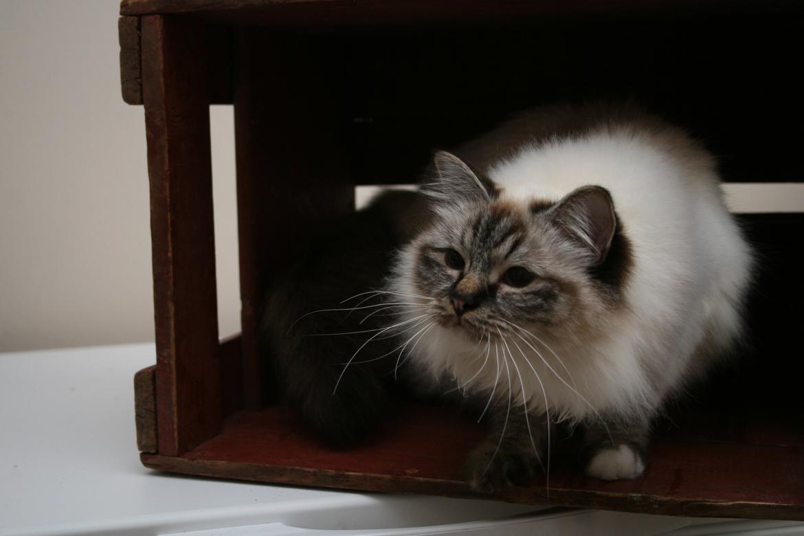 Hellig Birma Con Meo's Wannabee billede 2