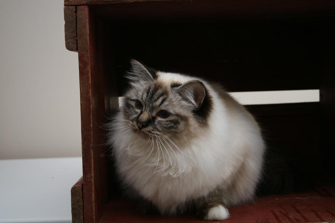 Hellig Birma Con Meo's Wannabee billede 3