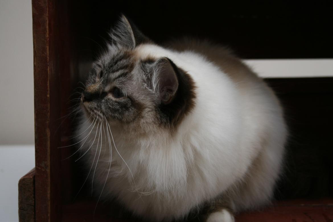 Hellig Birma Con Meo's Wannabee billede 4