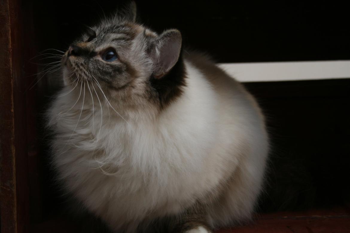 Hellig Birma Con Meo's Wannabee - 15 mdr gammel billede 5