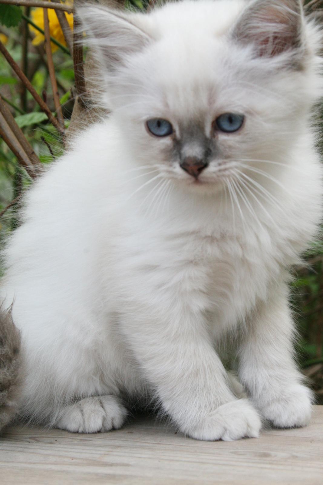 Hellig Birma Con Meo's Xtra billede 1