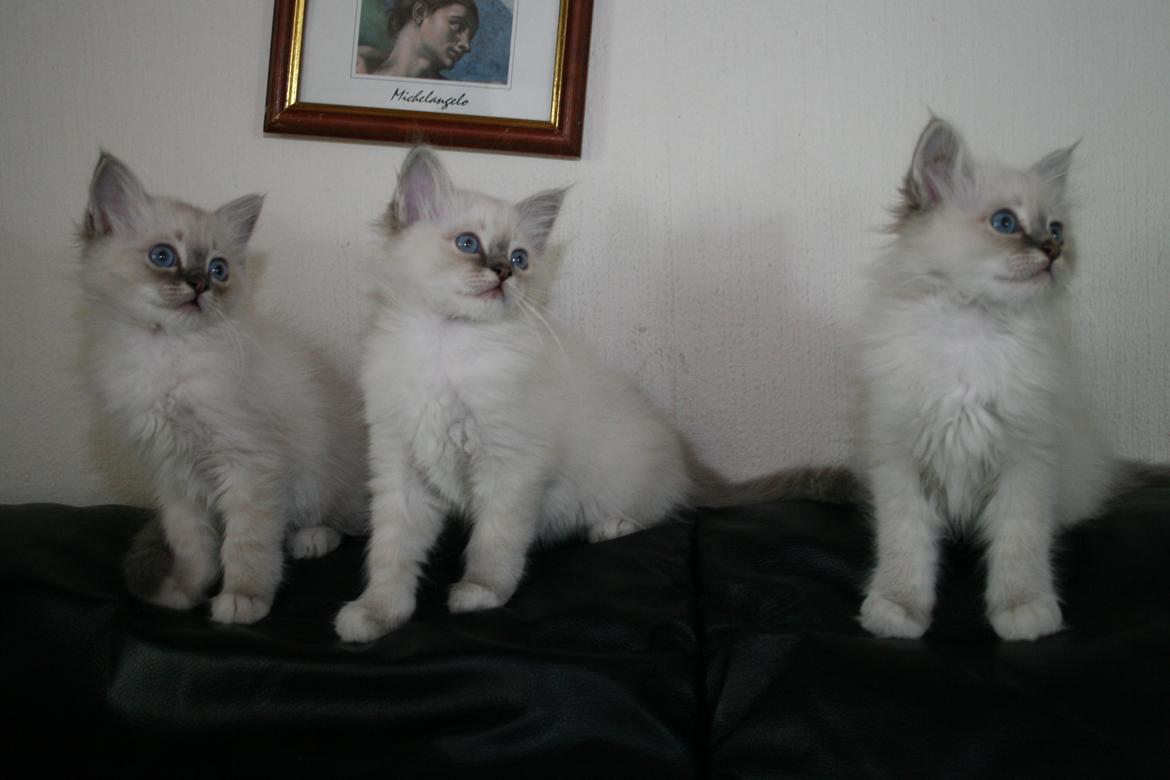 Hellig Birma Con Meo's Xtra billede 2