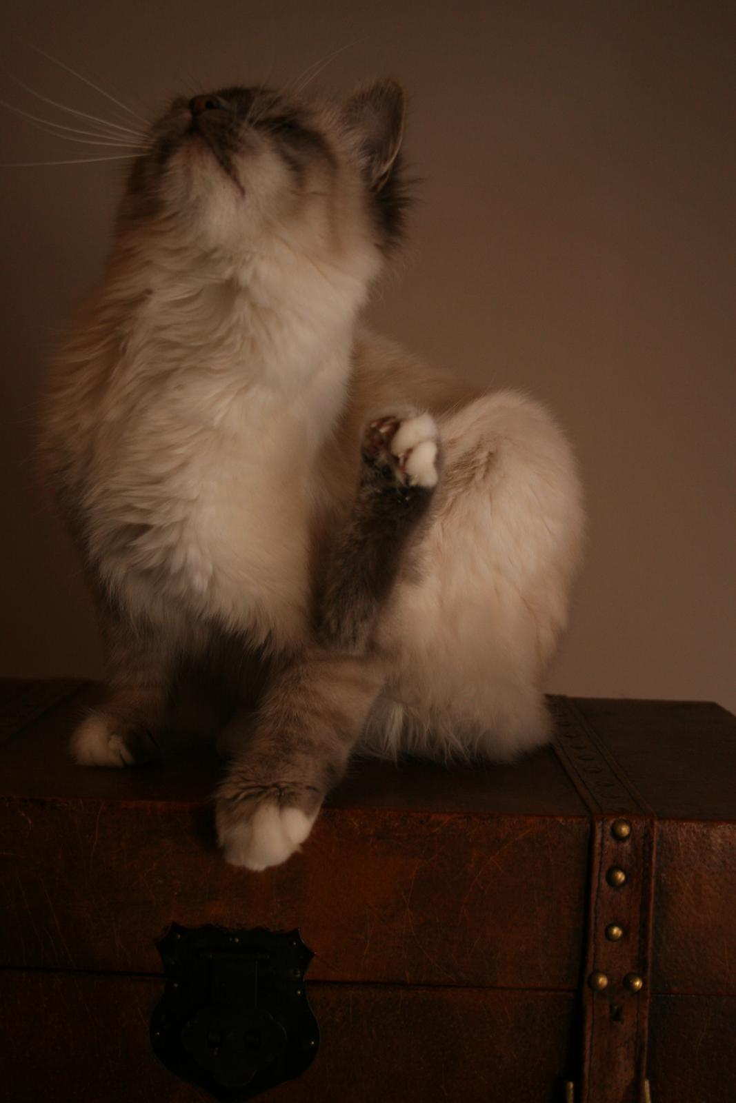 Hellig Birma Con Meo's Xtra billede 3