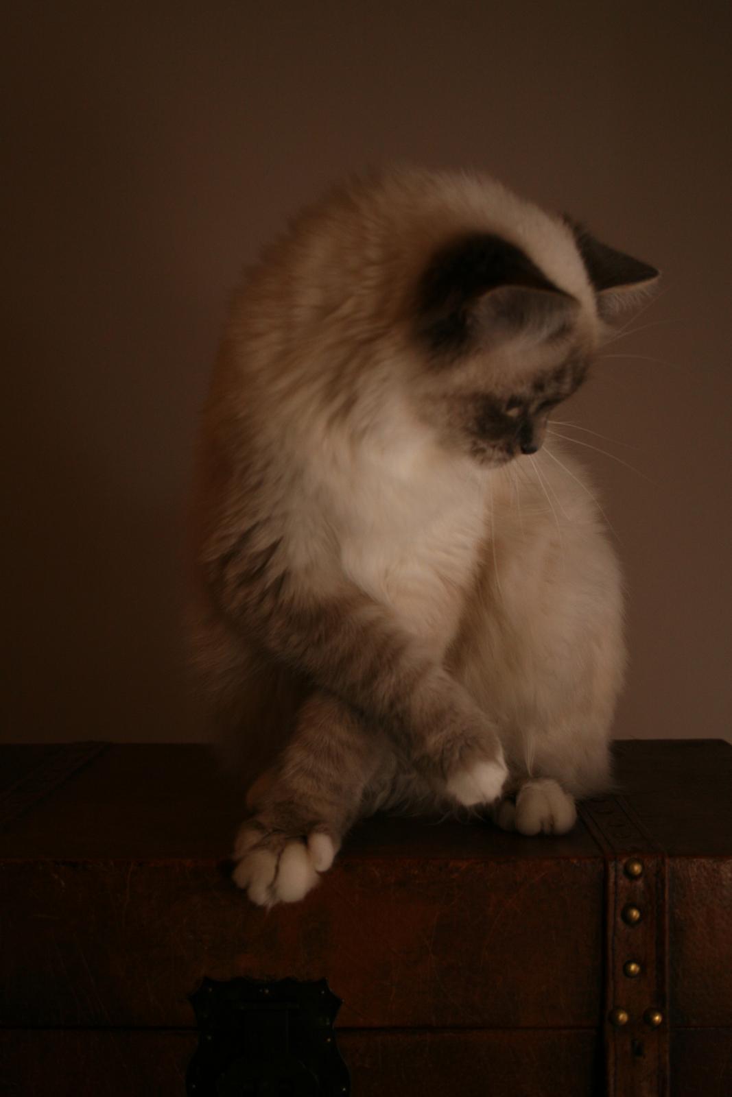 Hellig Birma Con Meo's Xtra billede 4