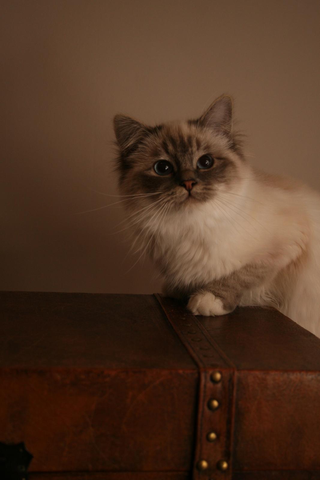 Hellig Birma Con Meo's Xtra billede 5