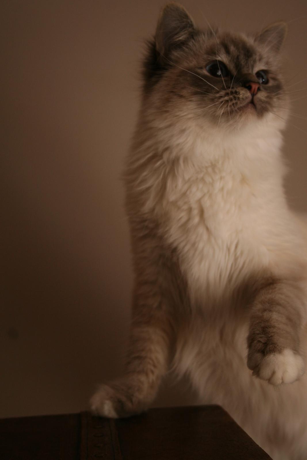 Hellig Birma Con Meo's Xtra billede 6