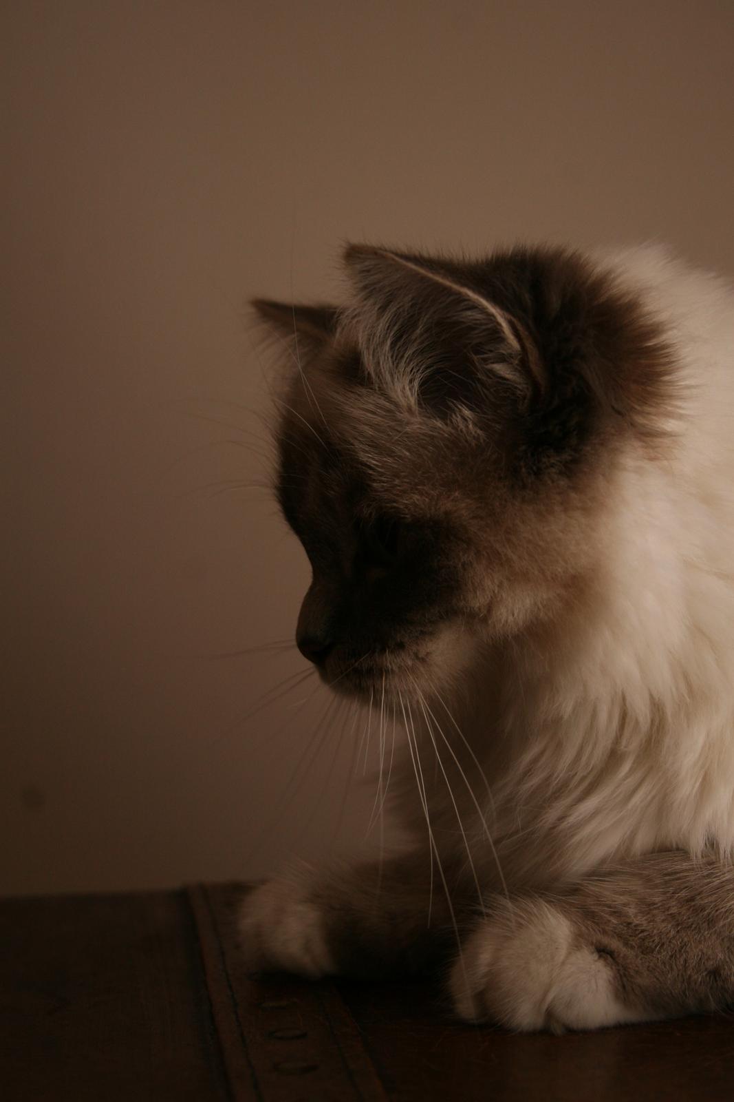 Hellig Birma Con Meo's Xtra billede 7