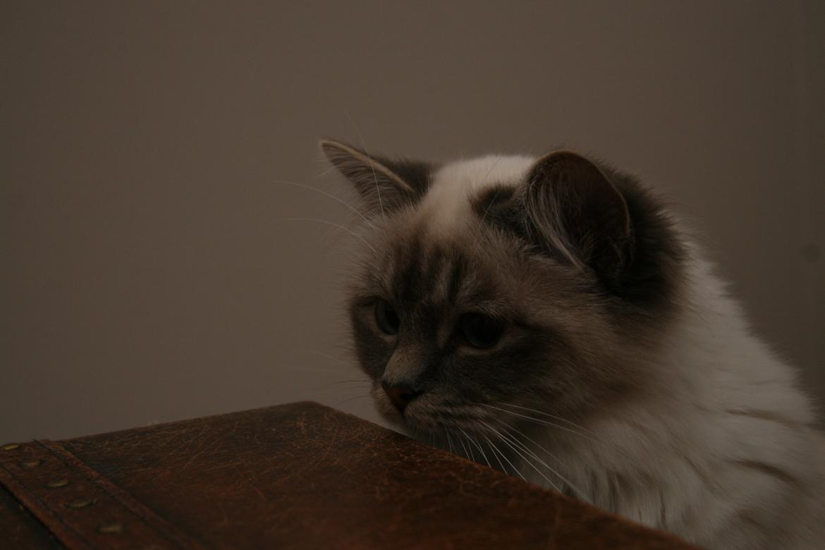 Hellig Birma Con Meo's Xtra billede 8