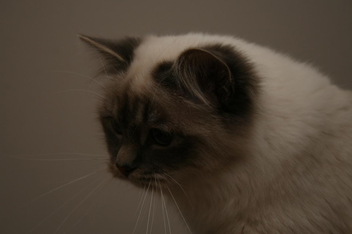 Hellig Birma Con Meo's Xtra billede 9