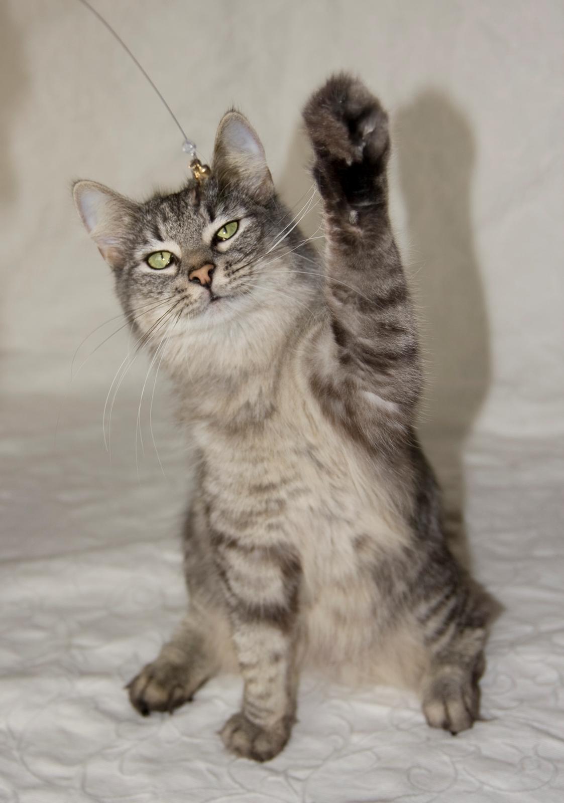 Norsk Skovkat DK Østerskovens A-Stibe billede 4