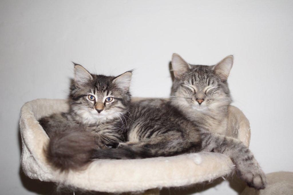 Norsk Skovkat DK Østerskovens A-Stibe - A-Stribe med DK Østerskovens Cassiopeia - fra sit første kuld. billede 5