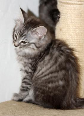 Norsk Skovkat DK Østerskovens A-Stibe - A-Stribe som killing billede 2