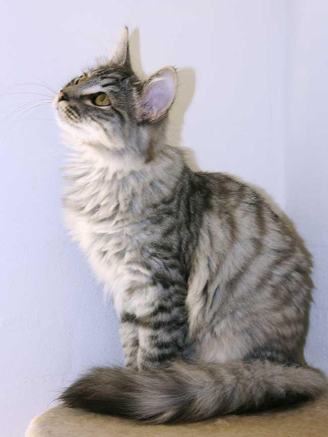 Norsk Skovkat DK Østerskovens A-Stibe - DK Østerskovens A-Stribe billede 1