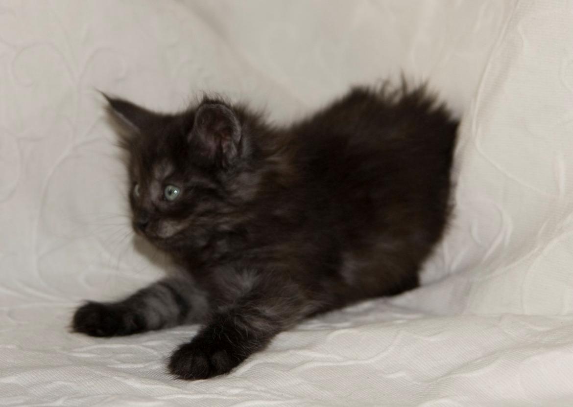 Norsk Skovkat DK Østerskovens Chili billede 2