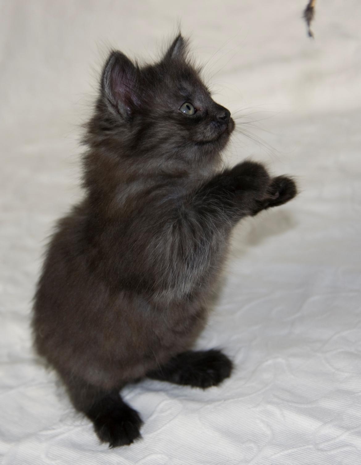 Norsk Skovkat DK Østerskovens Chili billede 3