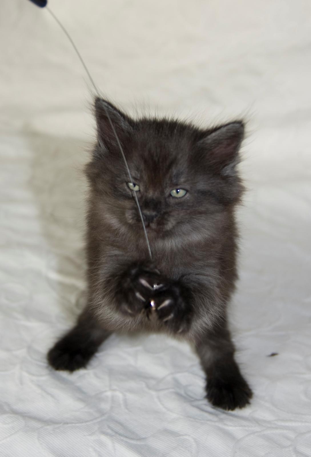 Norsk Skovkat DK Østerskovens Chili billede 4