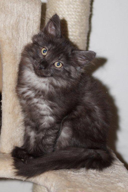 Norsk Skovkat DK Østerskovens Chili billede 1