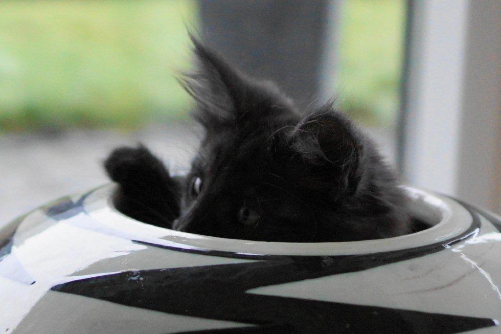 Norsk Skovkat DK Østerskovens Chili billede 5