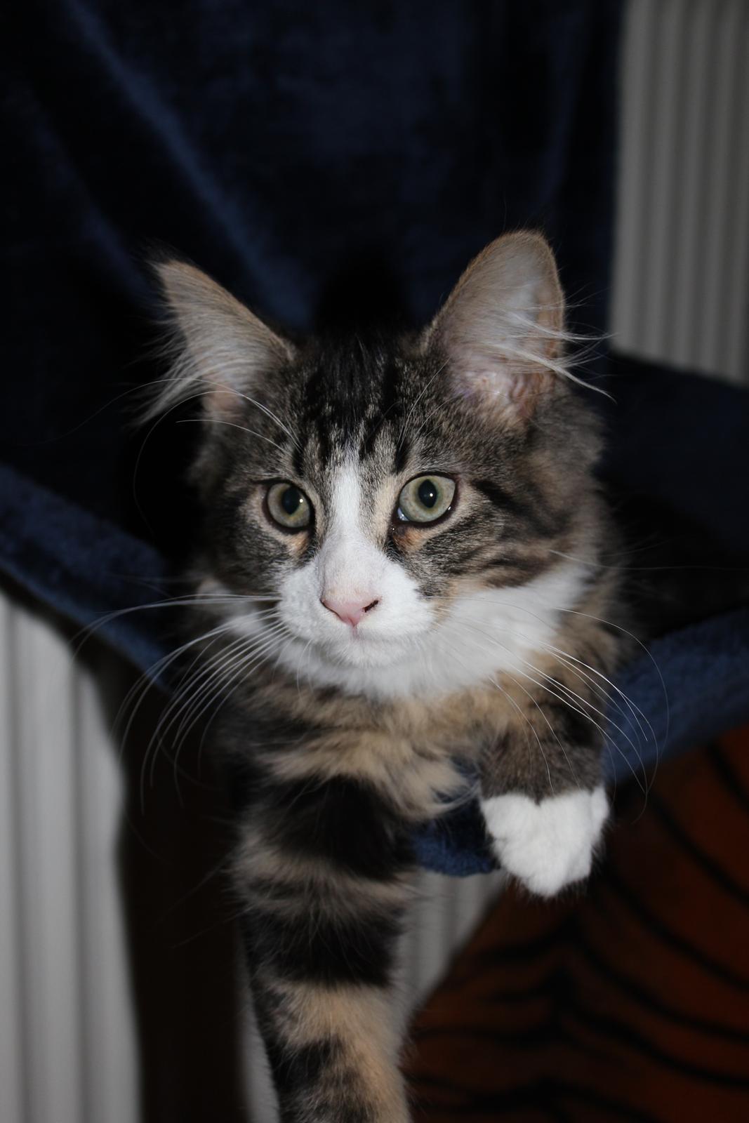 Maine Coon Smokey - Knap 18 uger :) billede 18