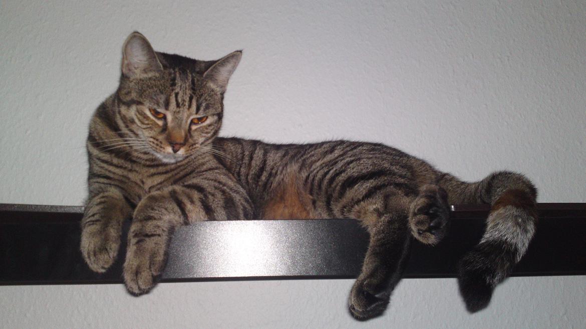 Huskat Sparta billede 8