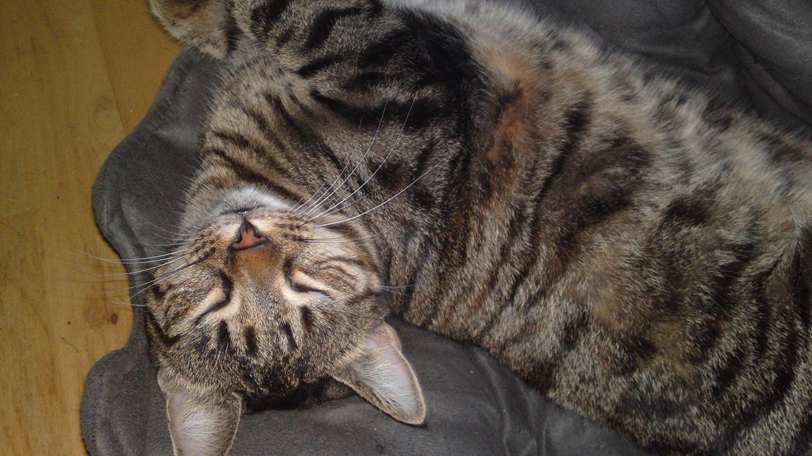 Huskat Sparta billede 9