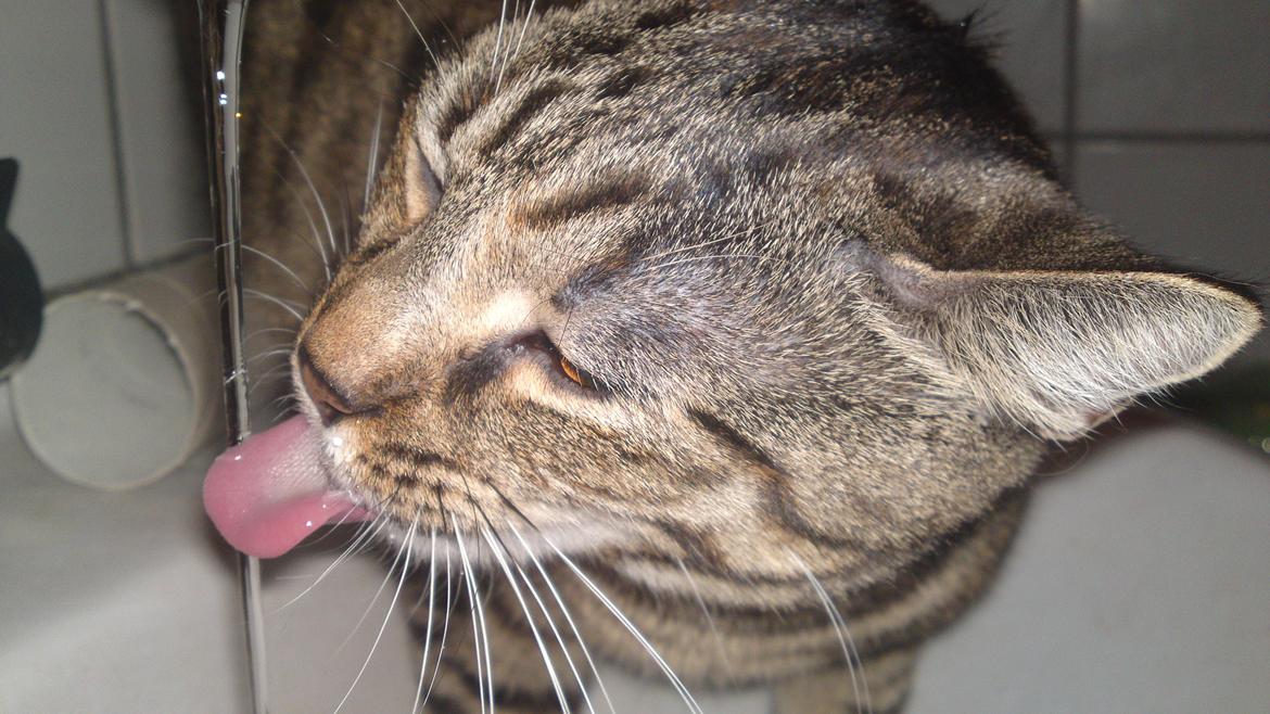 Huskat Sparta billede 10