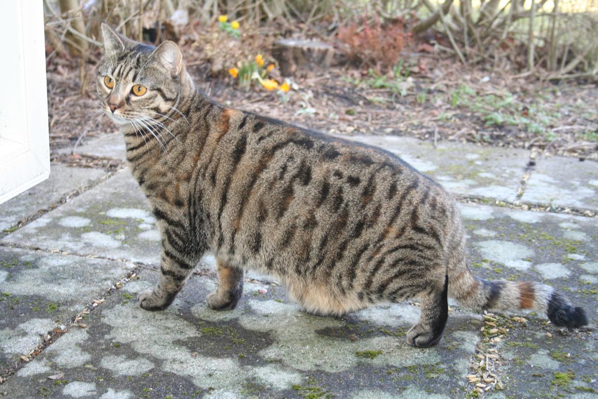 Huskat Sparta billede 11