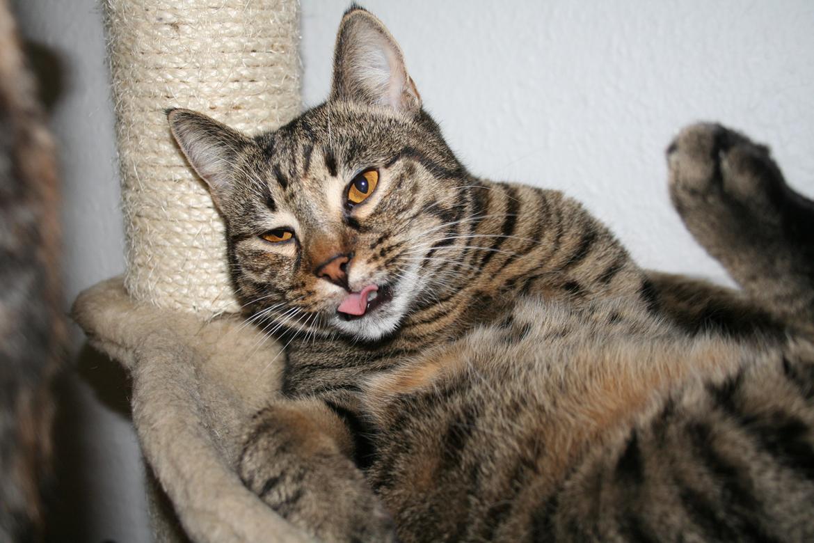 Huskat Sparta billede 12