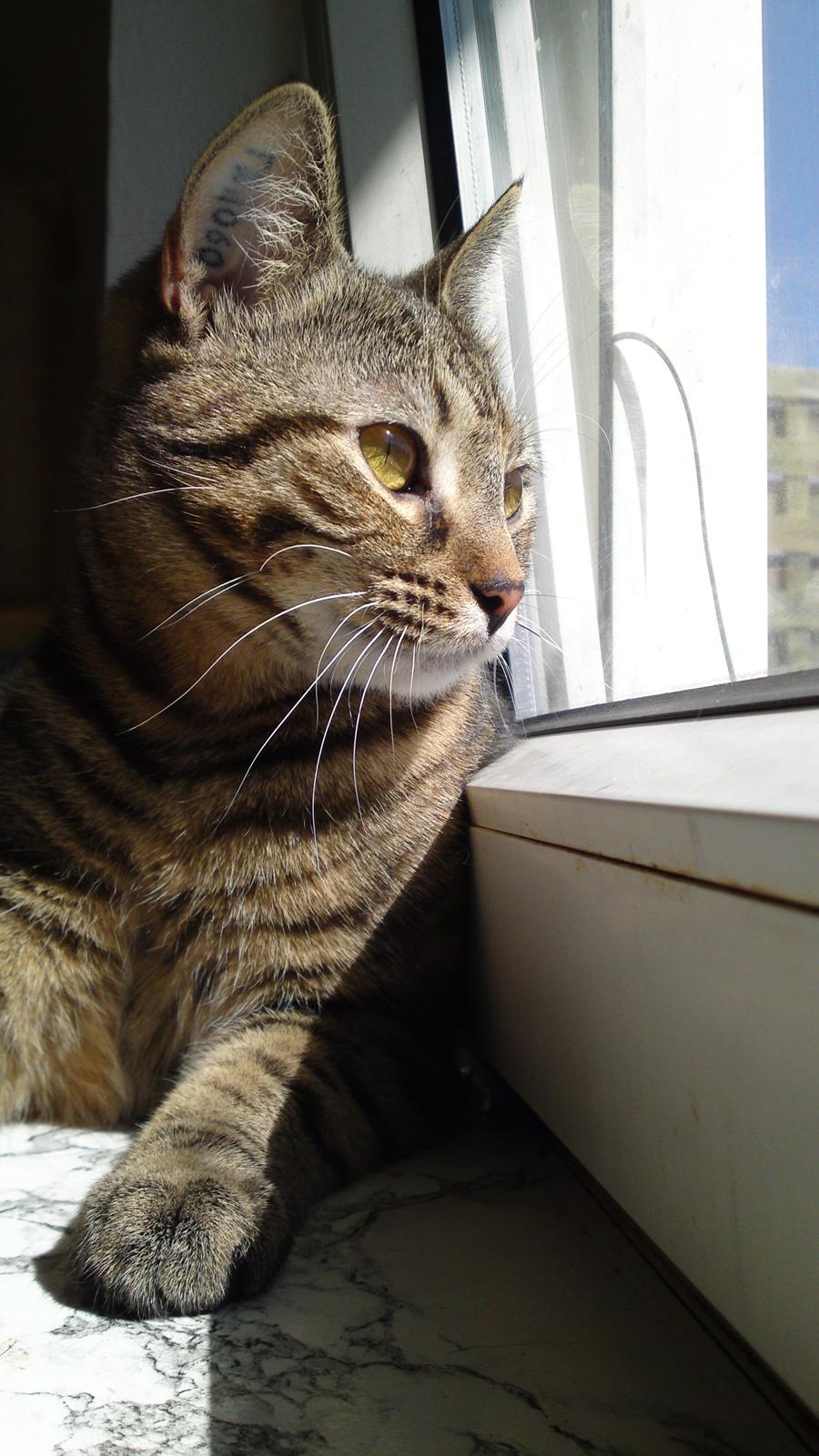 Huskat Sparta billede 13