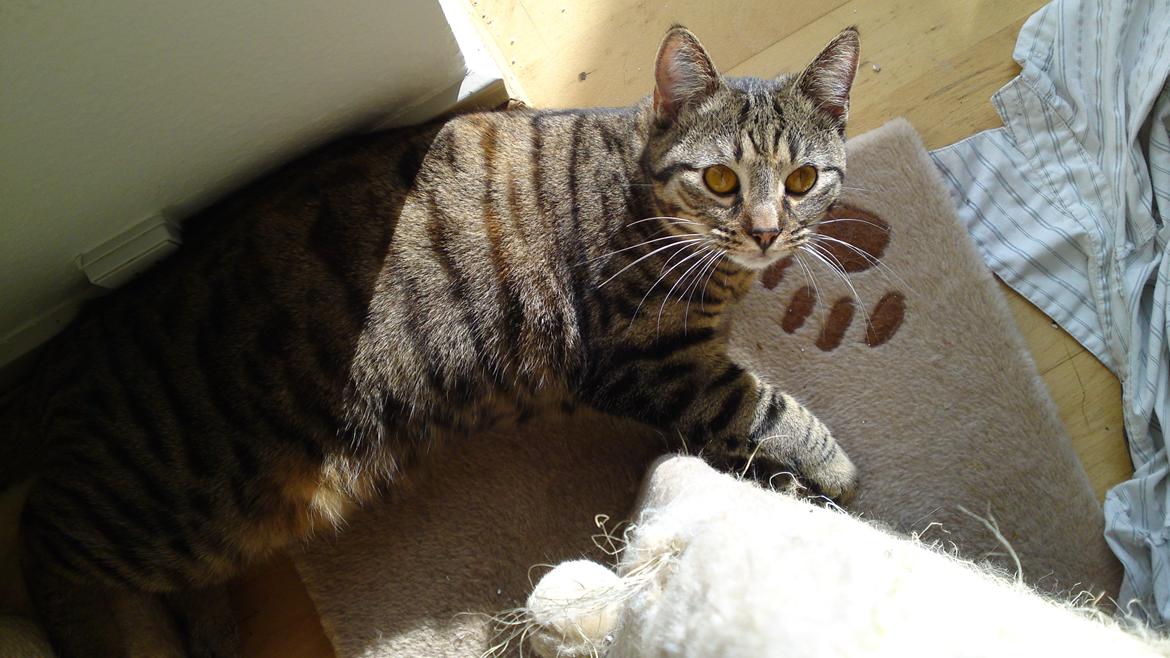 Huskat Sparta billede 14