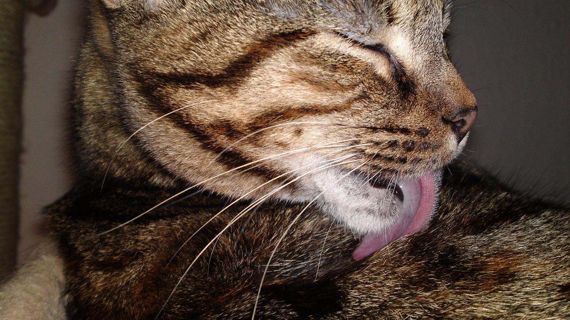 Huskat Sparta billede 15