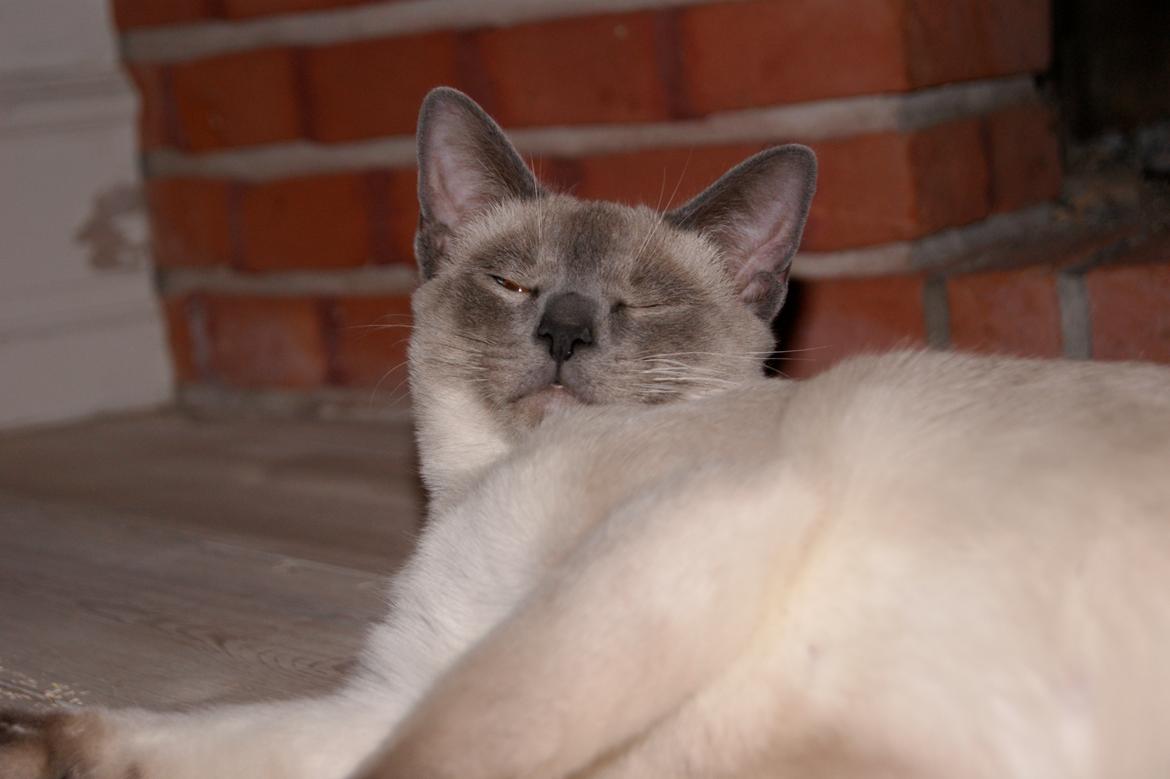 Siameser Koko Dimarli - Hvad mig? billede 7