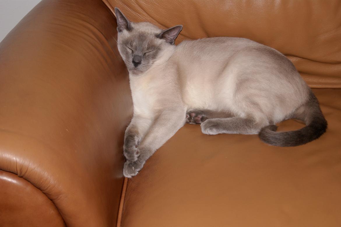 Siameser Koko Dimarli - Sofa tid.  billede 8