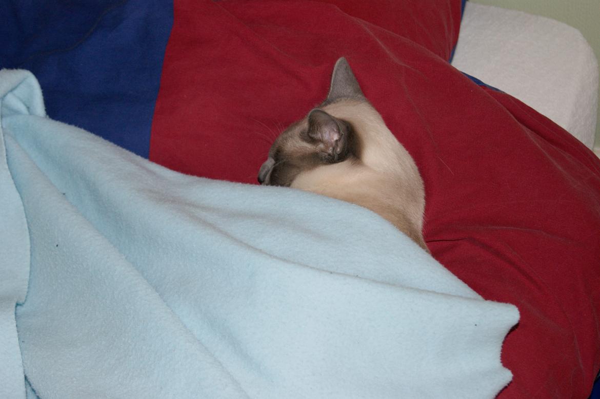 Siameser Koko Dimarli - Senge tid.  billede 9