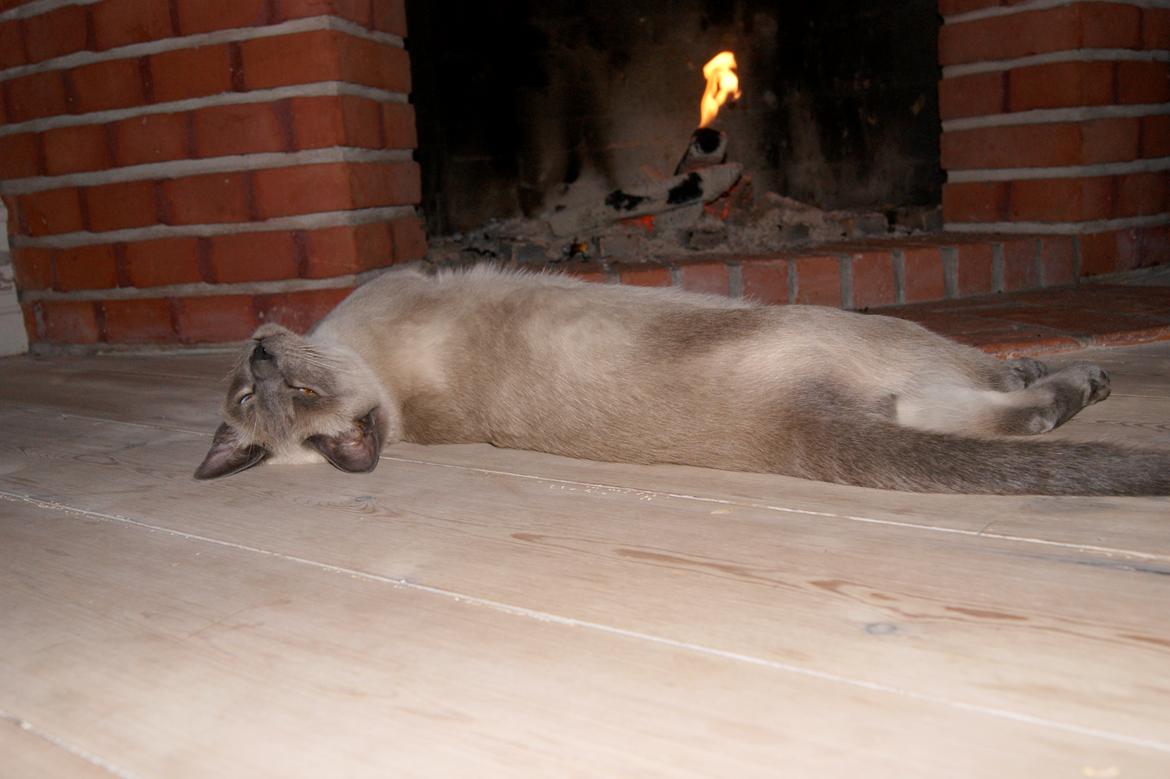 Siameser Koko Dimarli - Det beste sted at sove er foran ildstedet.  billede 10