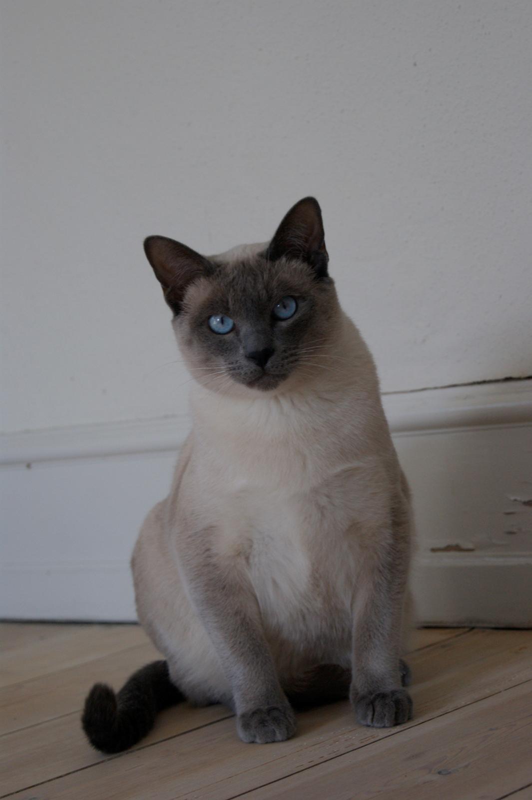 Siameser Koko Dimarli billede 11