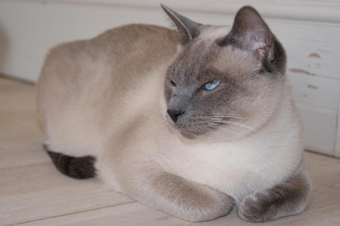 Siameser Koko Dimarli billede 12