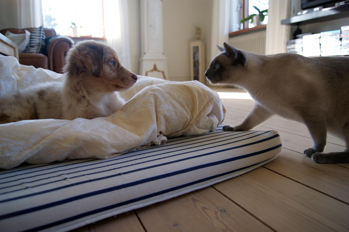 Siameser Koko Dimarli - Min beste ven Pixie.  billede 13