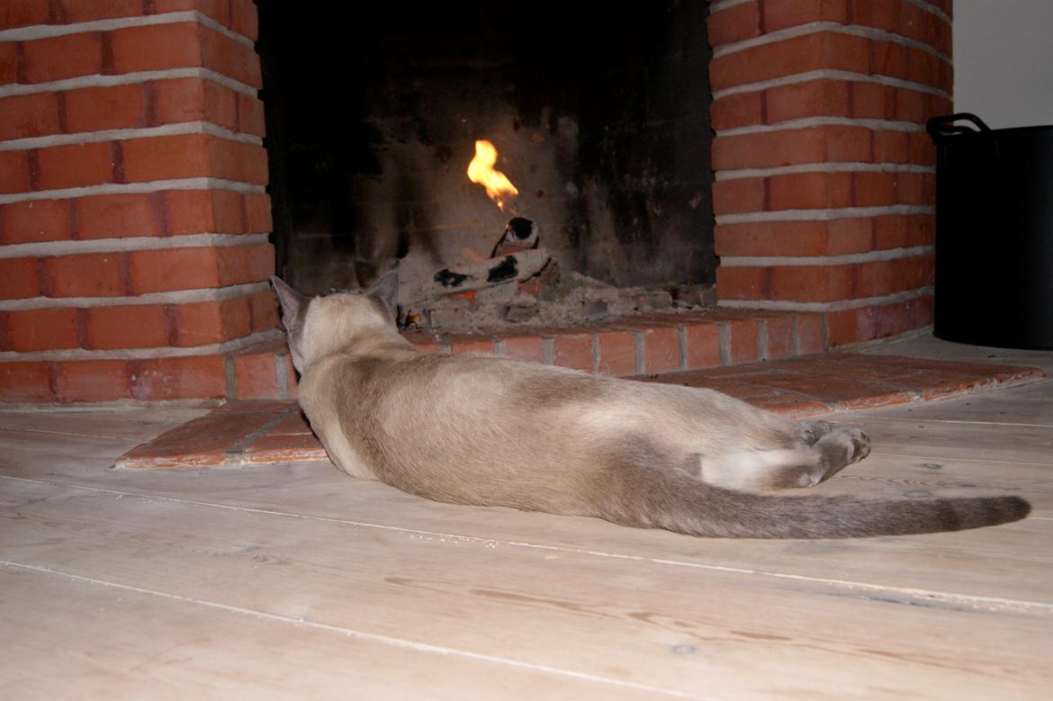 Siameser Koko Dimarli - Nyder livet.  billede 14