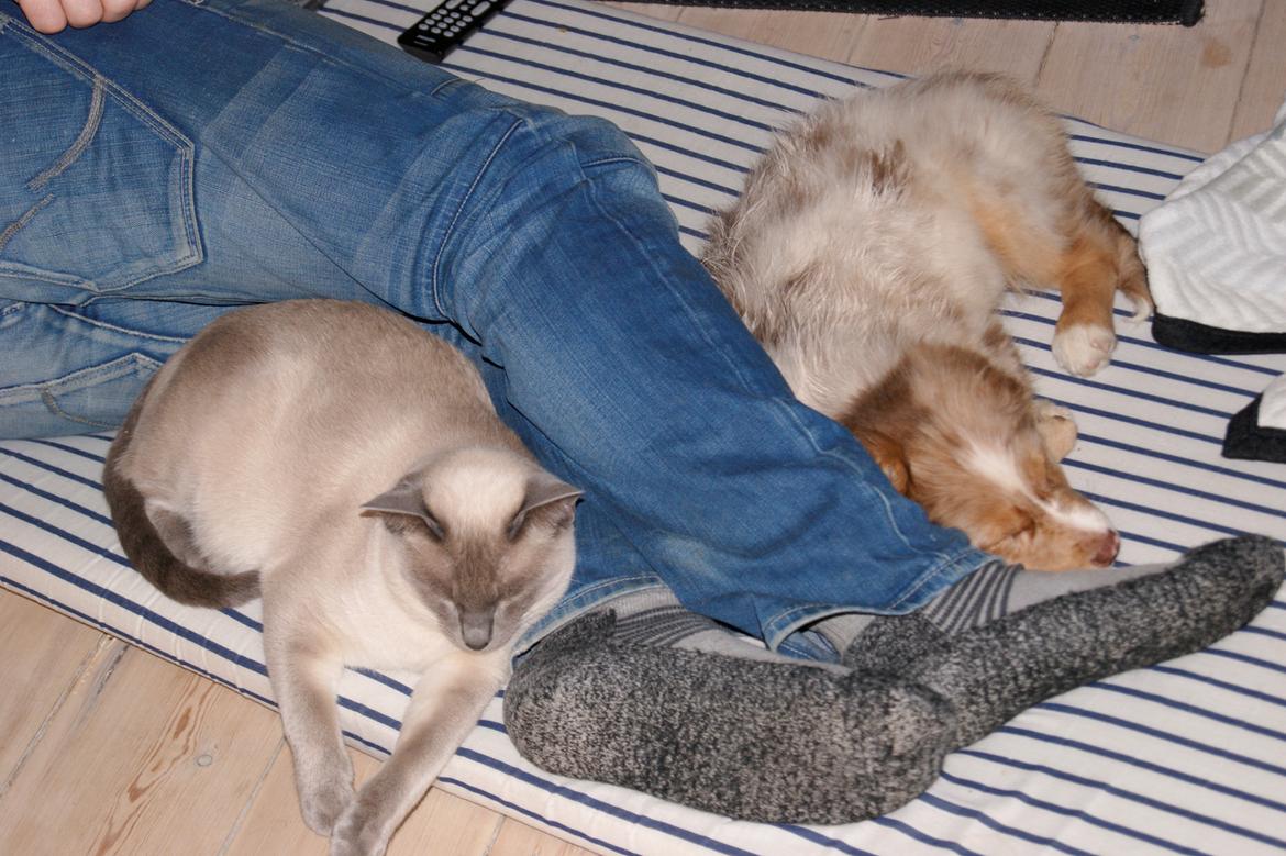 Siameser Koko Dimarli - Hund og kat imellem.  billede 15