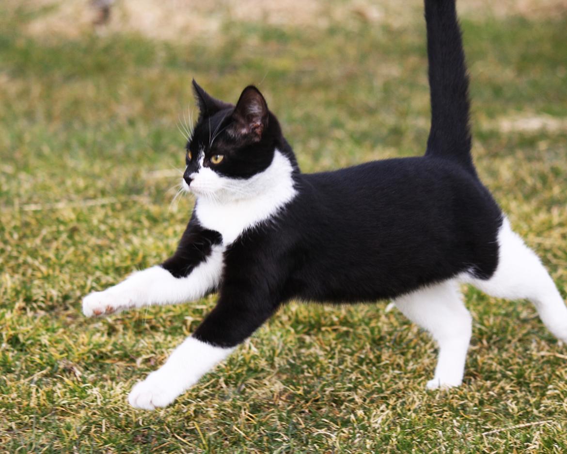 Blanding af racer COCO SURPRISE *Sov sødt min engel :’-(<3* billede 10