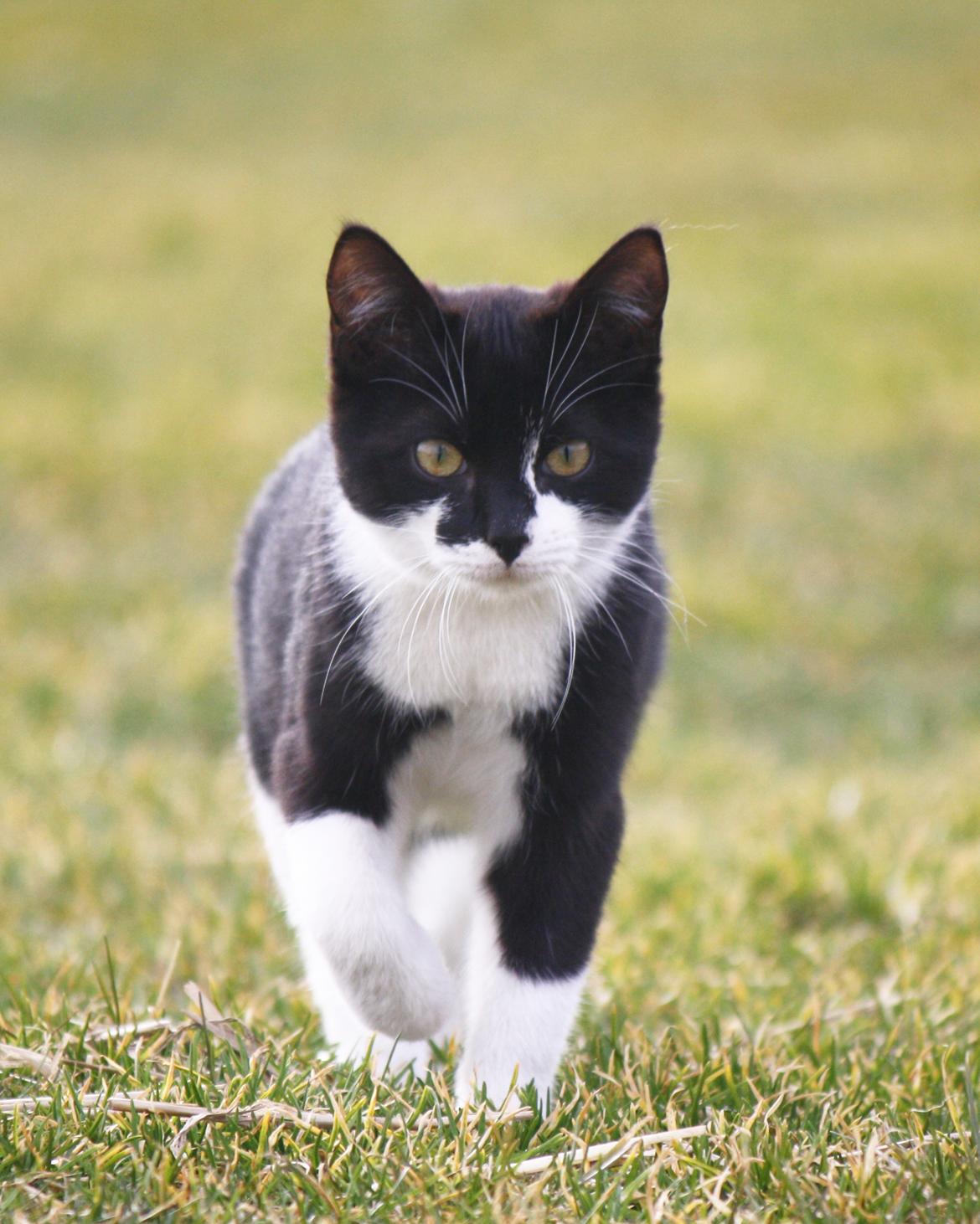 Blanding af racer COCO SURPRISE *Sov sødt min engel :’-(<3* billede 11