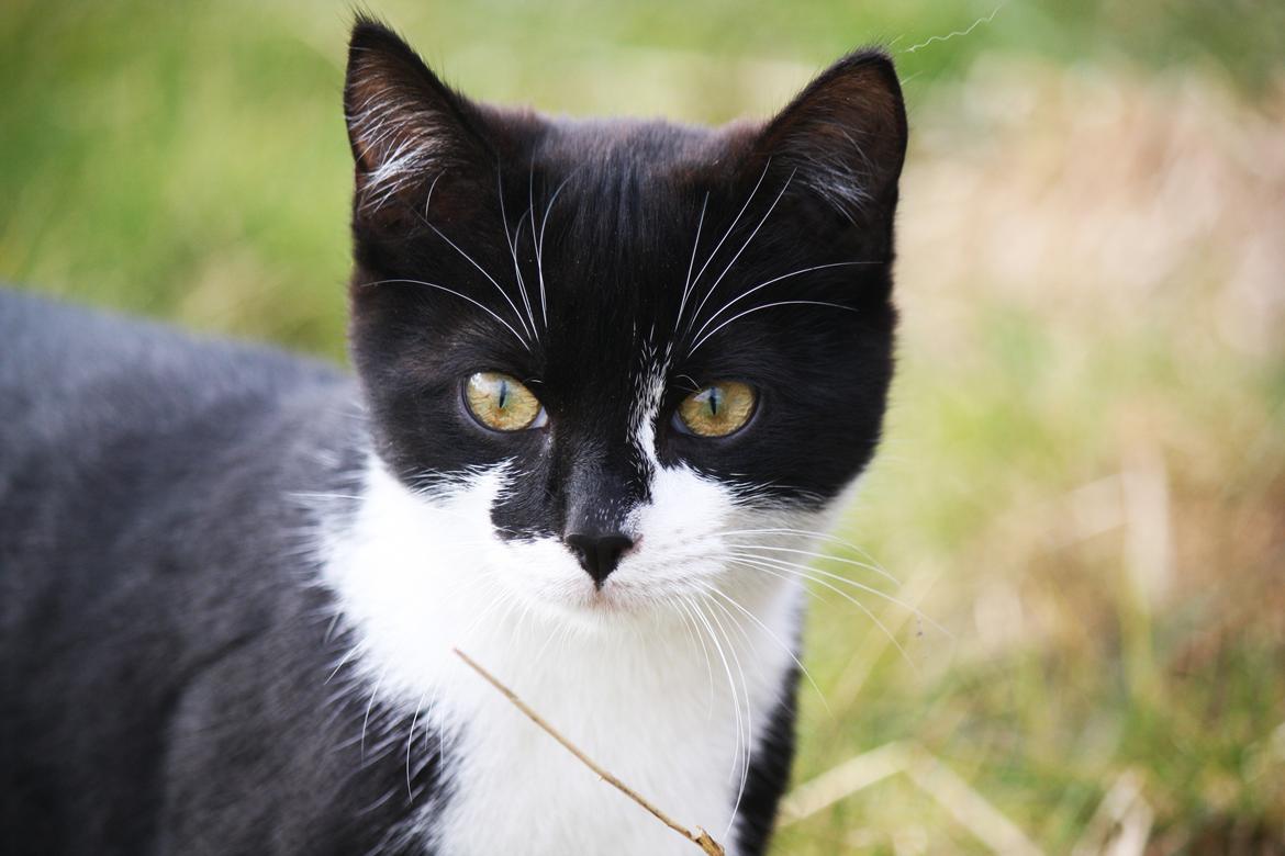 Blanding af racer COCO SURPRISE *Sov sødt min engel :’-(<3* billede 3