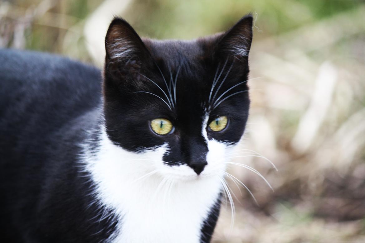 Blanding af racer COCO SURPRISE *Sov sødt min engel :’-(<3* billede 12