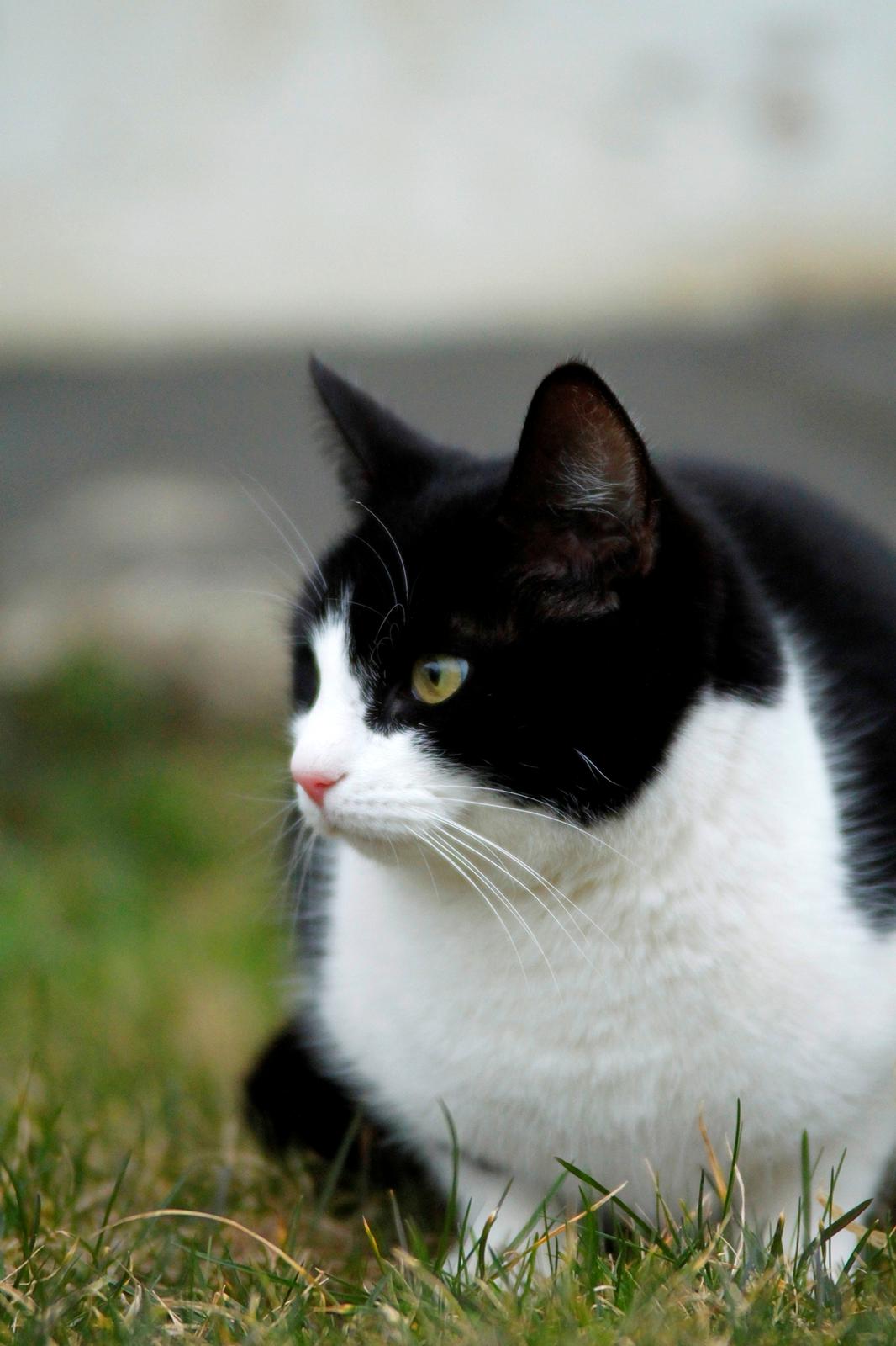 Huskat Sorte - Det nyeste billede af Sorte - Min super smukke kat :) billede 1