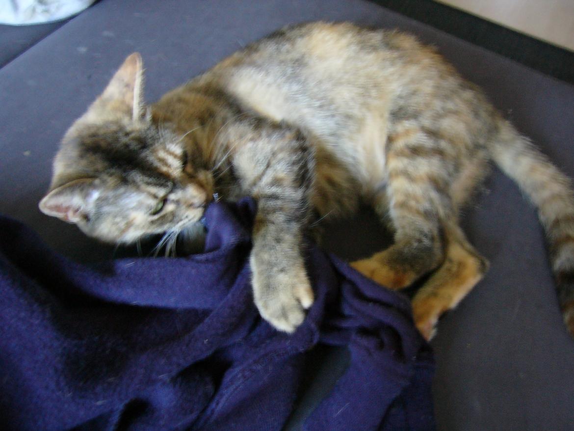 Blanding af racer Miv <3 billede 3